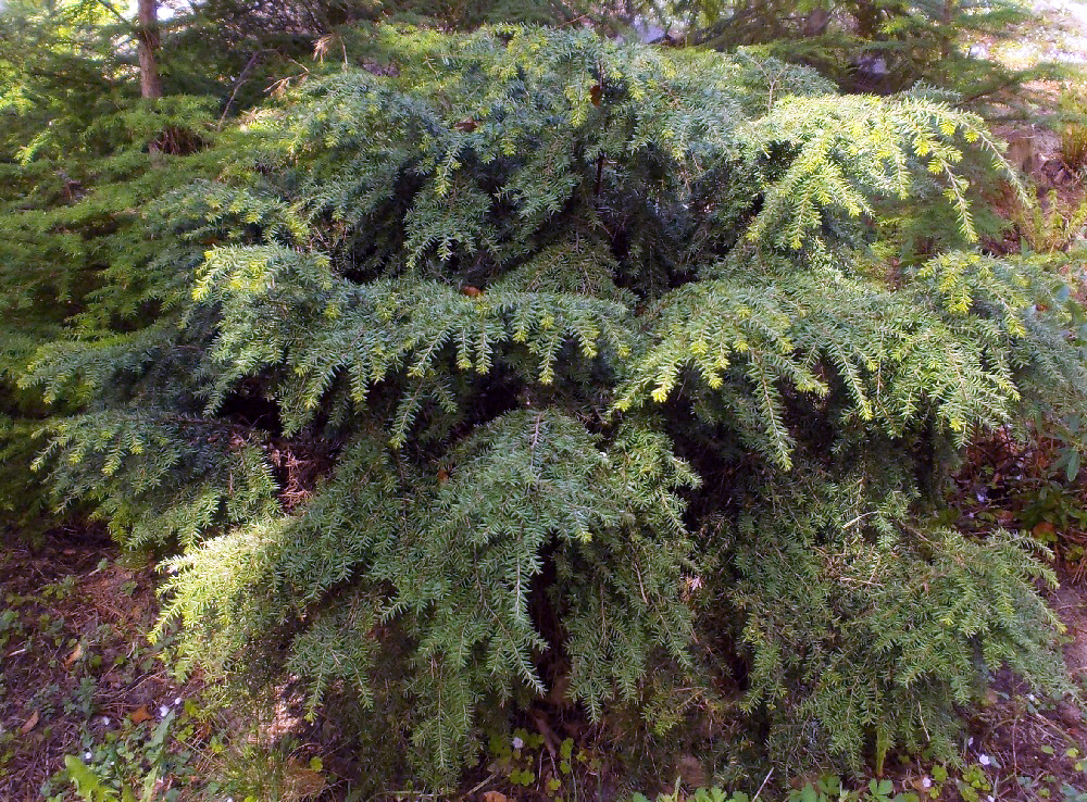 Kääpiökanadanhemlokki