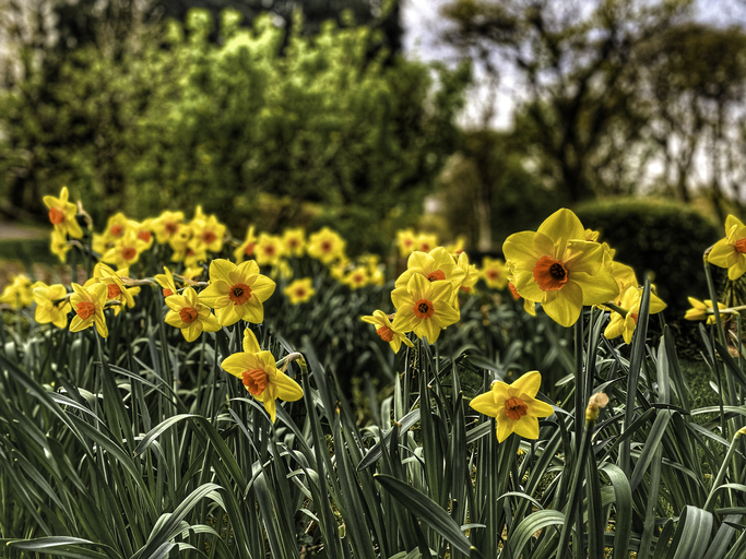 Tarhanunnanarsissi - Narcissus Jonquilla-Ryhmä 'Kedron' - Muhevainen