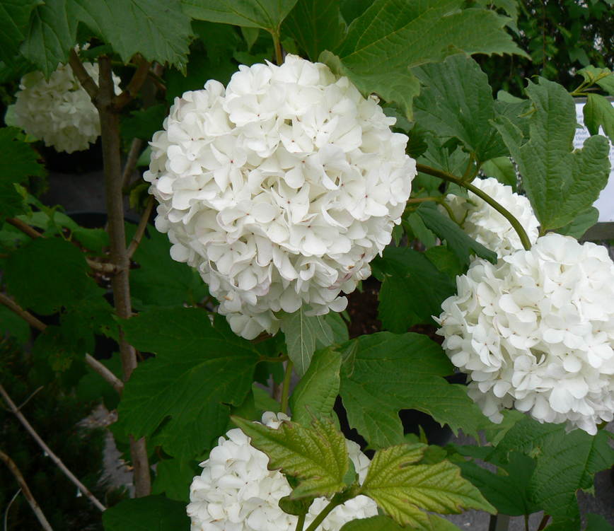 Lumipalloheisi Viburnum Opulus Pohjan Neito Muhevainen Lumipalloheisi Viburnum Opulus Pohjan Neito Muhevainen