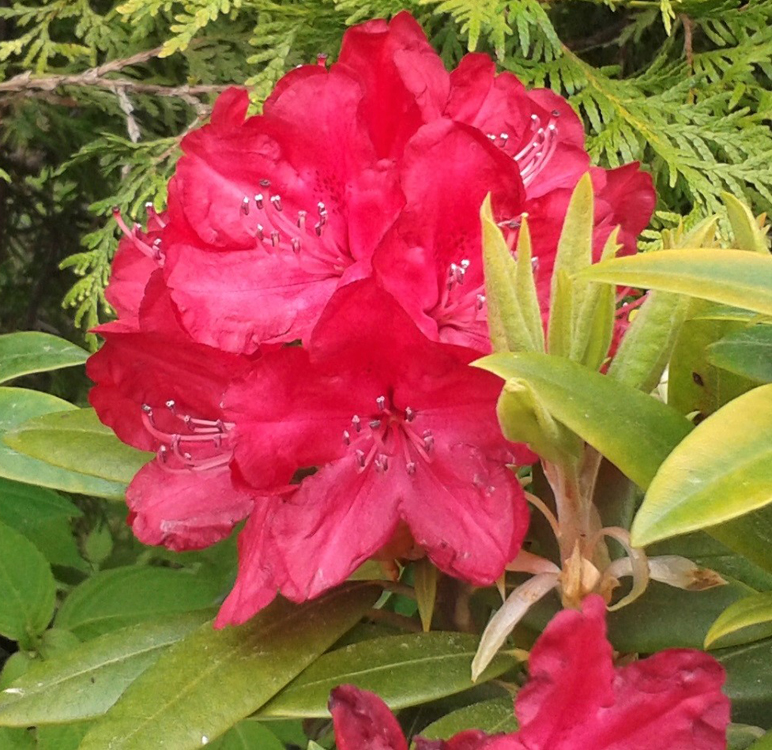 Royal Red alppiruusu 