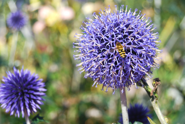 Sinipallo ohdake Echinops Bannaticus Taplow Blue Muhevainen Sinipallo ohdake Echinops Bannaticus Taplow Blue Muhevainen
