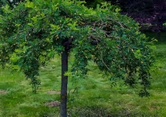 Riippahernepuu (riippahernepensas)