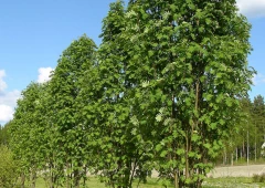 Pylväspihlaja