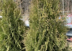 Holmstrupintuija (kartiotuija)