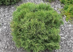 Pallotuija