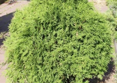 Pallotuija