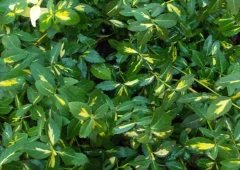 Suikerosorvarinpensas