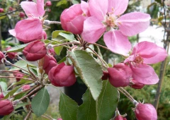 Purppuraomenapuu (koristeomenapuu)