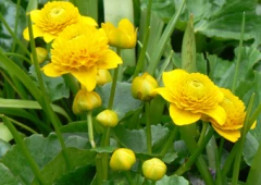 Pallorentukka