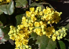 Lännenmahonia