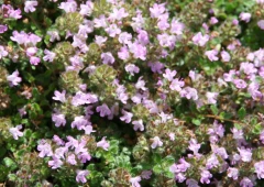 Harmaa-ajuroho