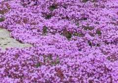 Harmaa-ajuruoho