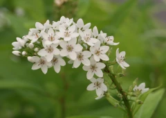 Valkoalpi