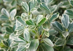 Suikerosorvarinpensas