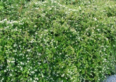 Siroseppelvarpu
