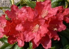 Tarhalamoalppiruusu