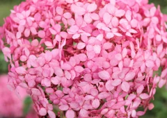 Pallohortensia