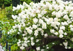 Japaninhortensia (pikkuhortensia)