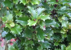 Pihaorjanlaakeri