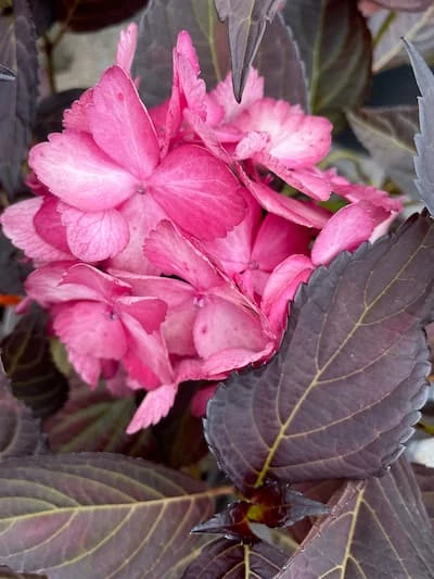 Jalohortensia Eclipse® 