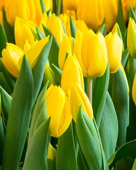 Triumftulppaani  