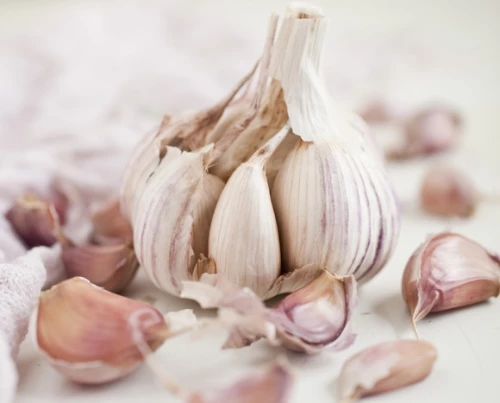 Valkosipuli 'Primor'