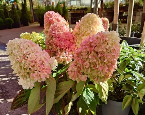 Japaninhortensia (pikkuhortensia)