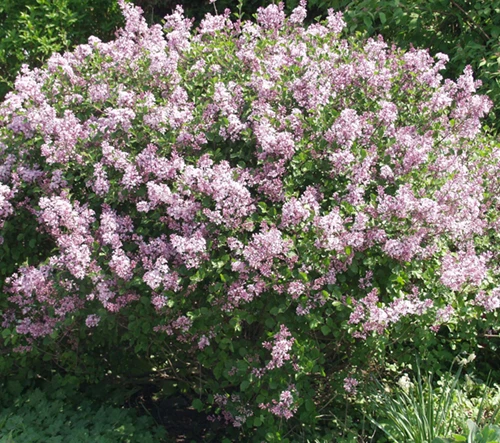 Pallopikkusyreeni