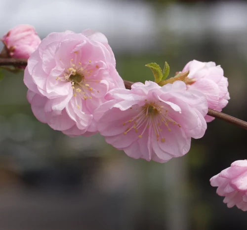 Japaninkirsikka