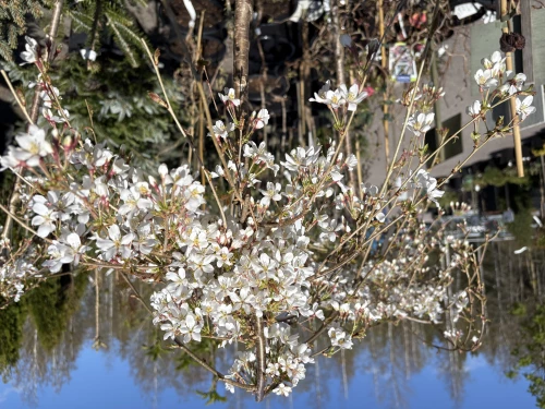 Yoshinonkirsikka (Tokionkirsikka)