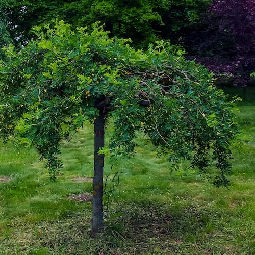 Riippahernepuu (riippahernepensas)