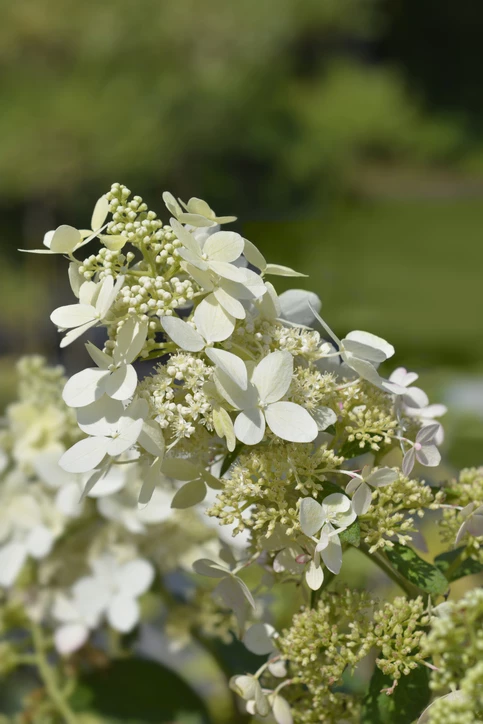 Japaninhortensia (syyshortensia)