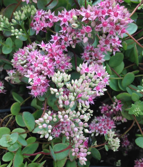 Turkestaninmaksaruoho 