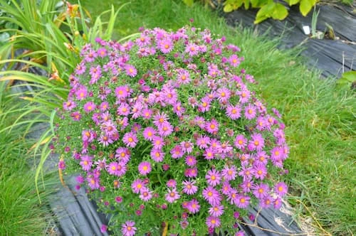 Tarhasyysasteri
