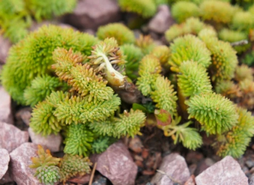 Kalliomaksaruoho