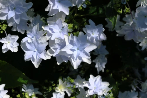 Safiirihortensia
