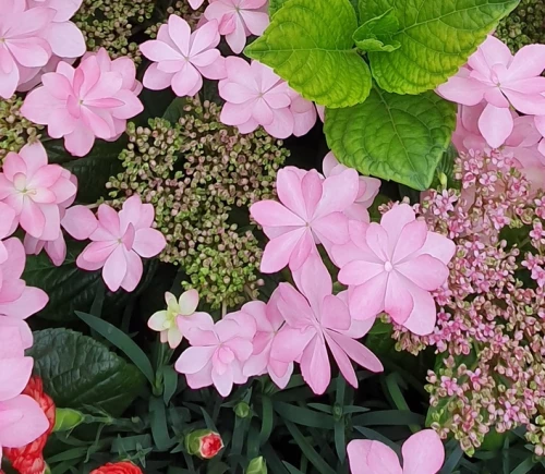 Safiirihortensia