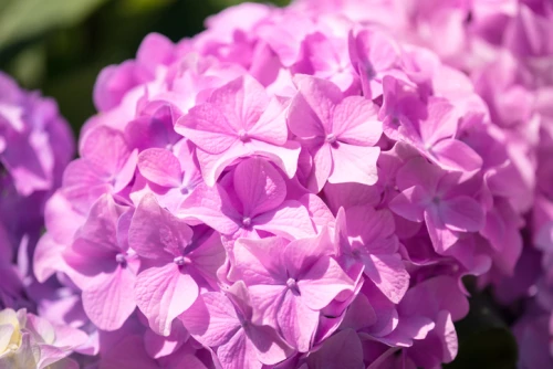Safiirihortensia
