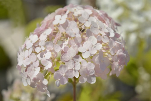 Pallohortensia