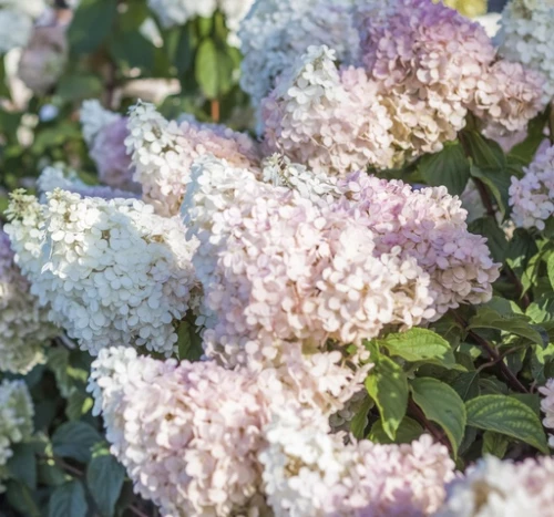 Japaninhortensia (syyshortensia), rungollinen