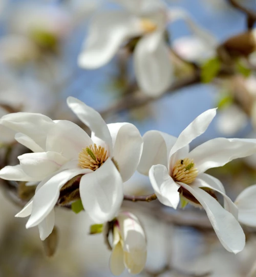 Japaninmagnolia