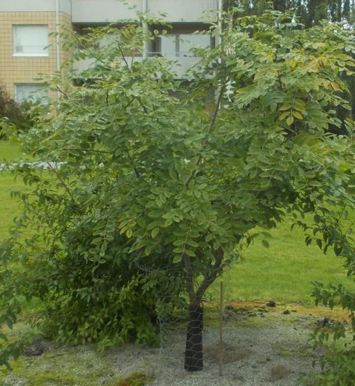 Jokimaakkia (maakkia) 