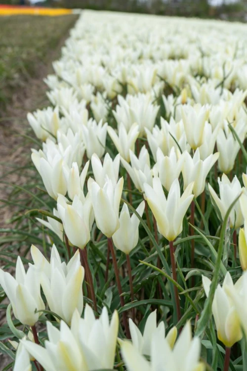 Italiantulppaani, kasvitieteellinen tulppaani