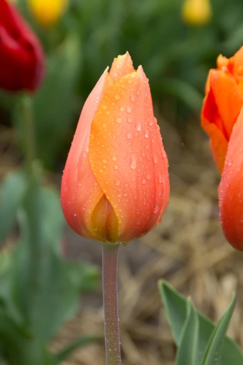 Darwinhybriditulppaani 