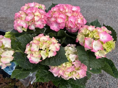 Patiohortensia (jalohortensia)