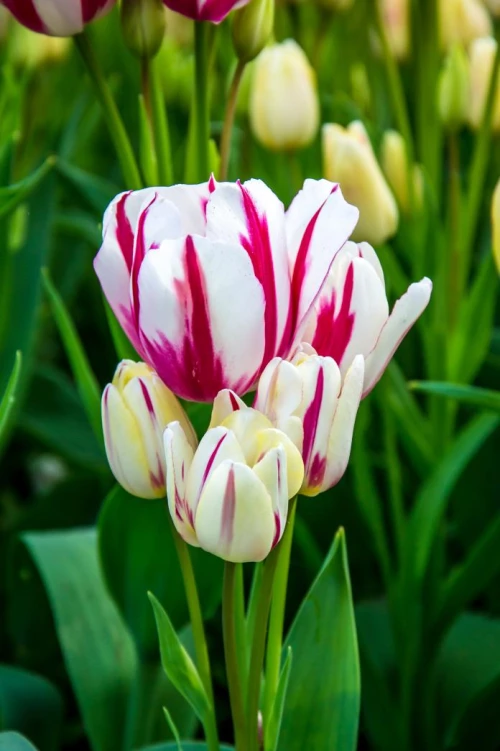 Monikukkaiset tulppaanit