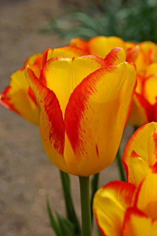 Monikukkaiset tulppaanit 
