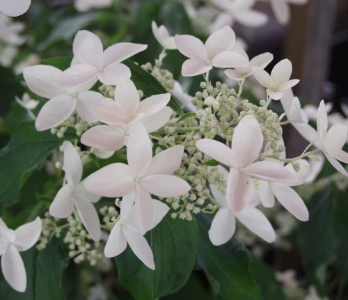 Kuutamohortensia