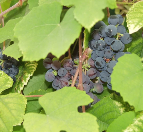 Viiniköynnös