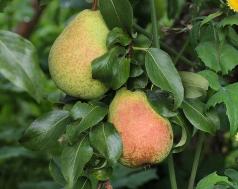 Päärynäpuu 